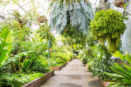 绿色植物园的植物图片