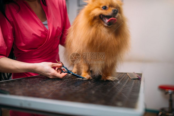 美容师正在给小狗修剪毛发图片