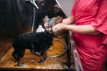 美容师正在给小狗洗澡图片