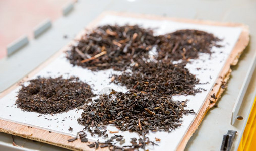 塞隆茶的收集特结视图塞兰卡植物茶的收集图片