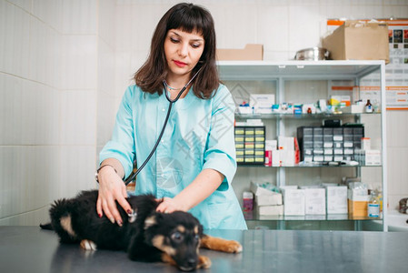 女兽医检查犬诊所生治疗病的狗图片