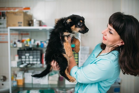 女兽医手握着小狗兽医诊所治疗一只生病的狗图片