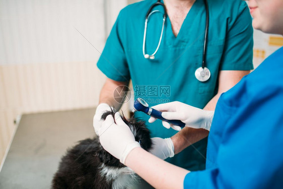 专业兽医检查狗耳朵兽医诊所生工作治疗病的狗专业兽医检查狗耳朵图片