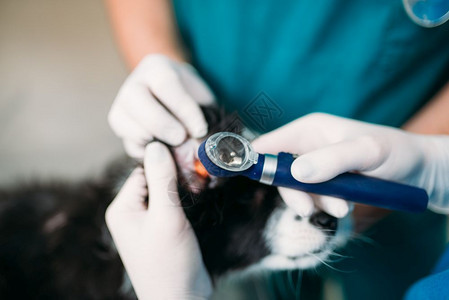 专业兽医检查狗耳朵兽医诊所生工作治疗病的狗图片