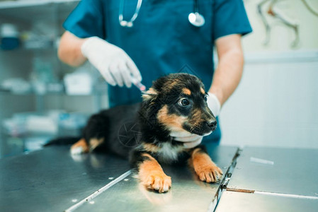 男专家注射狗兽医诊所治疗生病的狗专家在诊所注射狗图片