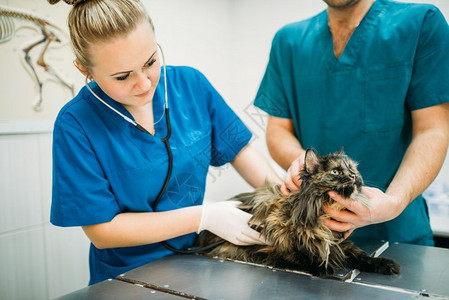 兽医生治疗一只病的狗兽医检查猫诊所图片
