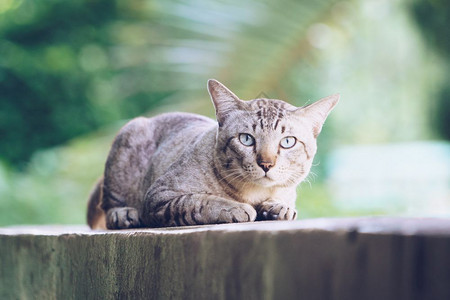 灰色条纹猫在看镜头图片