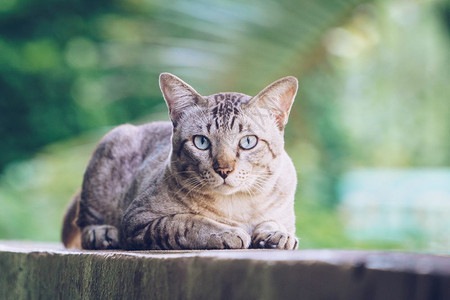 灰色条纹猫在看镜头图片