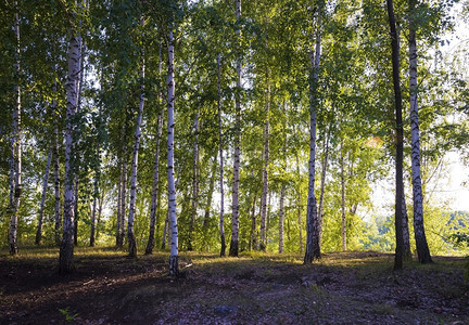 萨马拉地区的俄罗斯森林植被图片