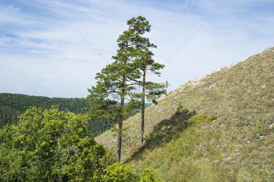 山区的绿色植被图片