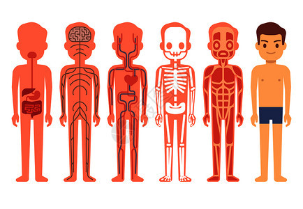 男骨骼肌肉循环神经和消化系统人体功能卡通插图人体解剖矢量图男骨骼神经和消化系统图片