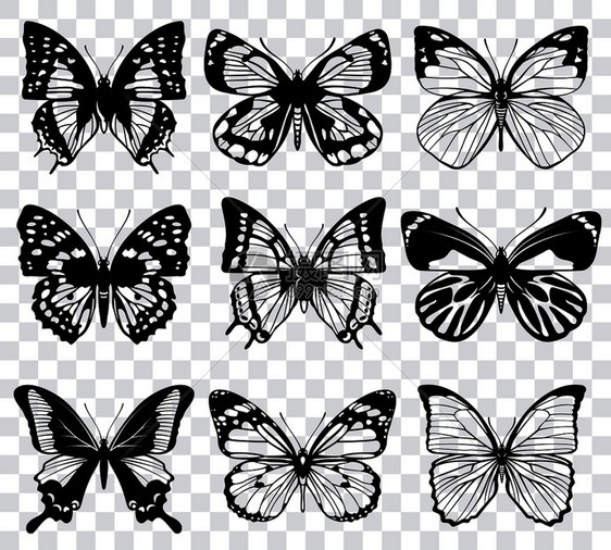 以透明检查背景隔开的矢量蝴蝶光影黑收集陈年图例透明检查背景隔开的矢量蝴蝶图片