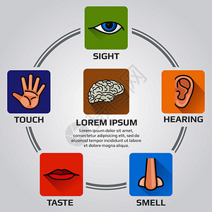 人类有五种感官嗅觉视觉听觉味觉感官矢量信息图感官与鼻子手嘴眼睛耳朵图标大脑和人类感官的图解人类的五种感官嗅觉视觉听觉味觉感觉矢量图片