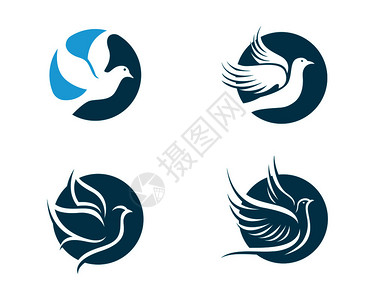 白纸鸽摄影图片 白纸鸽海报设计模板 白纸鸽创意图片 白纸鸽插画插图