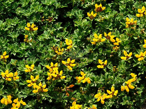 绿色植物中的花朵图片