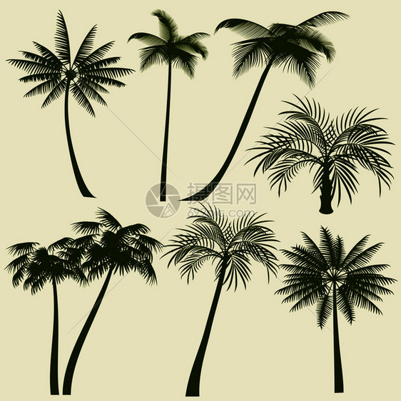 热带海滩绿棕榈树剪影图片