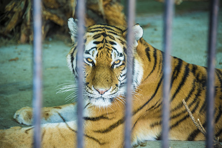 在动物园的老虎躺在笼子里图片