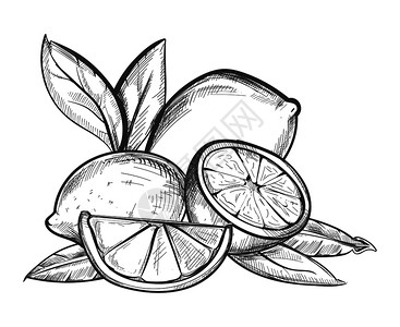 用三角板和直尺画平行线以黑白和方式用手画柠檬黑白两种方式画插画