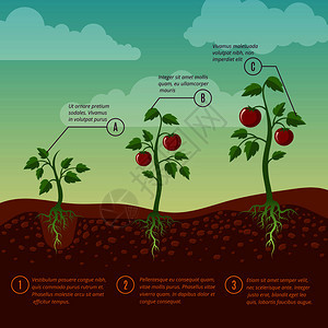 西红柿生长和种植阶段平方矢量图蔬菜种植花园农业示例蔬菜番茄和阶段平方矢量图图片