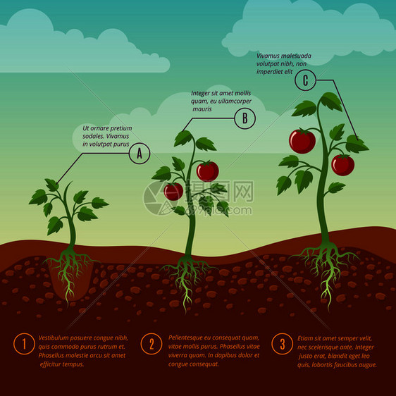 西红柿生长和种植阶段平方矢量图蔬菜种植花园农业示例蔬菜番茄和阶段平方矢量图图片