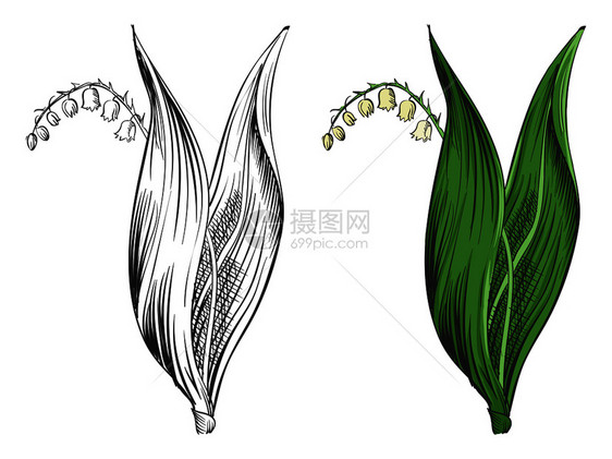 复古涂鸦植物矢量插图图片