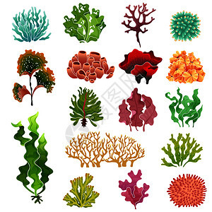 水下植物海藻和珊瑚图片