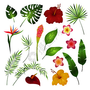 热带花和叶子矢量元素图片