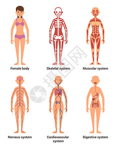 女解剖学神经和肌肉系统心脏和其他器官的病媒说明女骨骼解剖学神经和消化系统神经和肌肉系统心脏和其他器官的病媒说明图片