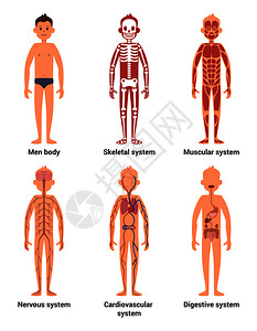 男人的身体解剖神经和肌肉系统图片
