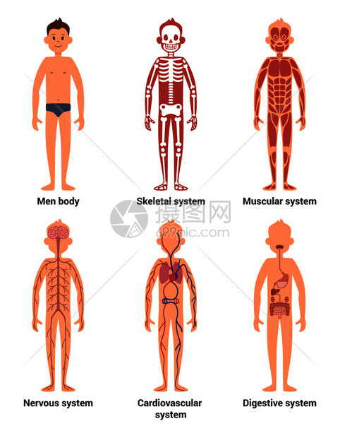 男人的身体解剖神经和肌肉系统图片