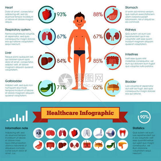 人类不同器官的保健信息成份病媒图解人体器官的医药横幅病媒图解图片