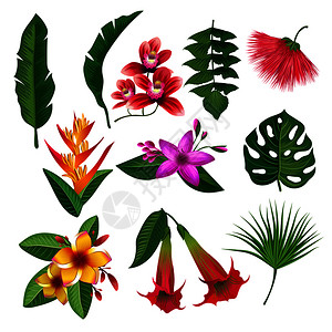 热带植物花叶和树枝背景矢量图高清图片
