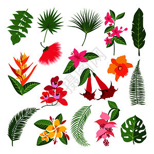 热带花朵和叶子植物的病媒图解热带花朵和的外来枝热带卉和叶子植物的病媒图解图片