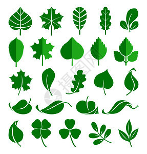 自然绿叶生态植物叶矢量图背景图片