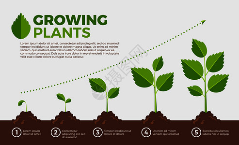 种植物的不同步骤以卡通风格显示矢量说明种植和物步骤生长顺序植物的不同步骤图片