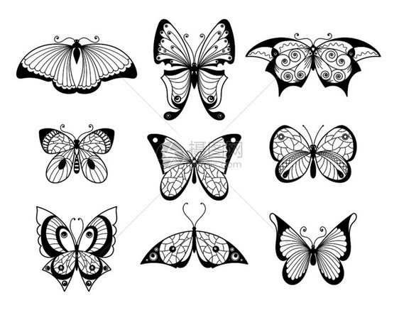 黑白蝴蝶翅膀上有美丽图案的矢量图图片