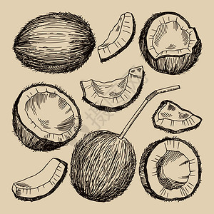 椰子不同面的手绘图画矢量分离椰子食物绘画风格热带自然新鲜和外来食物椰子不同面的手画矢量图分离图片