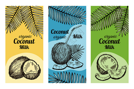 手绘椰子插图设计标签矢量模板图片