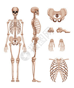 不同侧面的人体骨骼图片