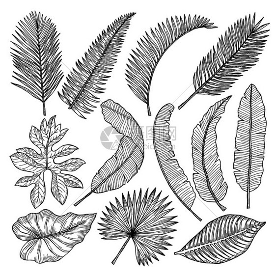 手绘热带植物矢量图图片