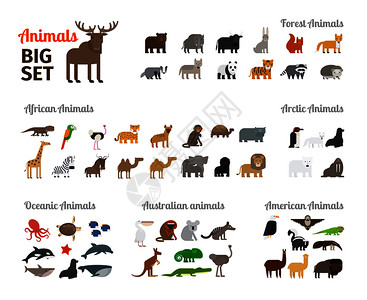 不同大陆的森林动物矢量板动物背景图片