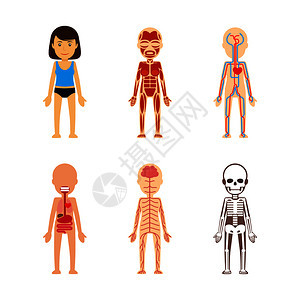 身体解剖循环系统骨骼消化系统 图片