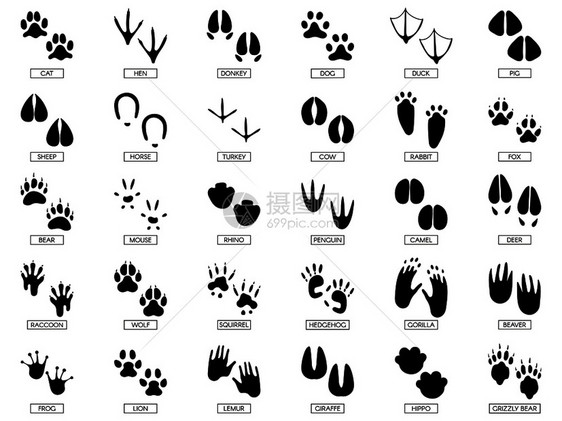 野生非洲动物爪足迹或迹动物脚迹青蛙和宠物脚迹印刷矢量图集图片