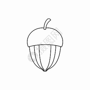 橡树坚果插画