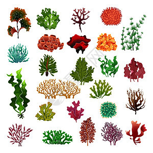 水下植物海藻和珊瑚 图片