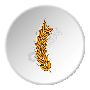 上孤立的卡通风格中小麦图标植物符号矢量说明小麦图标卡通风格插画