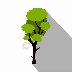 寺庙里的菩提树插画