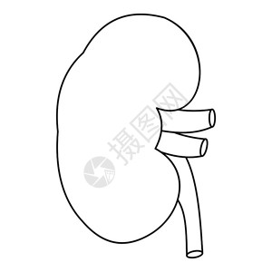 用于网络的肾脏矢量图标大纲插肾脏标大纲样式图片素材