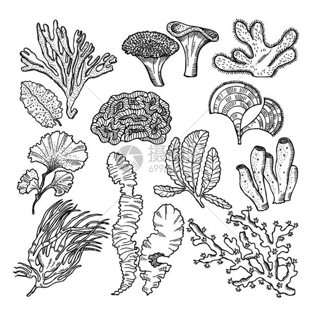 海洋中的珊瑚和水下植物或族馆中的下珊瑚和植物矢量手绘图片水下植物