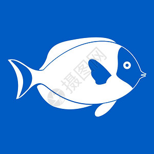 唐瓜在蓝色背景矢量图解中孤立的鱼标白插画